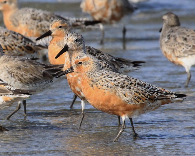 Red Knots
